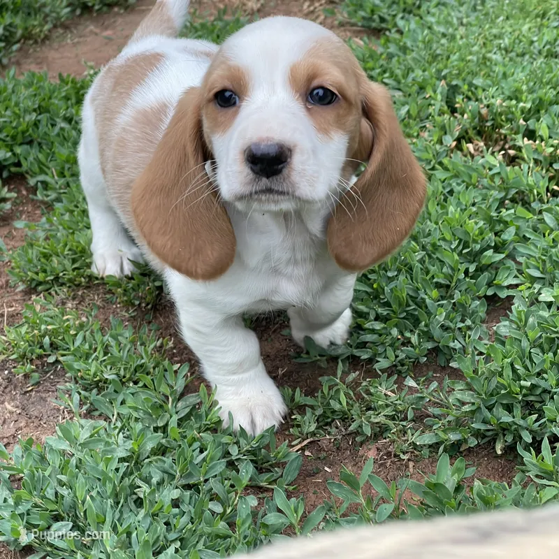 Poppy – Dachshund puppy for sale in York, PA