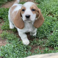 Poppy, a female Dachshund for sale in York, PA – 1 of 3