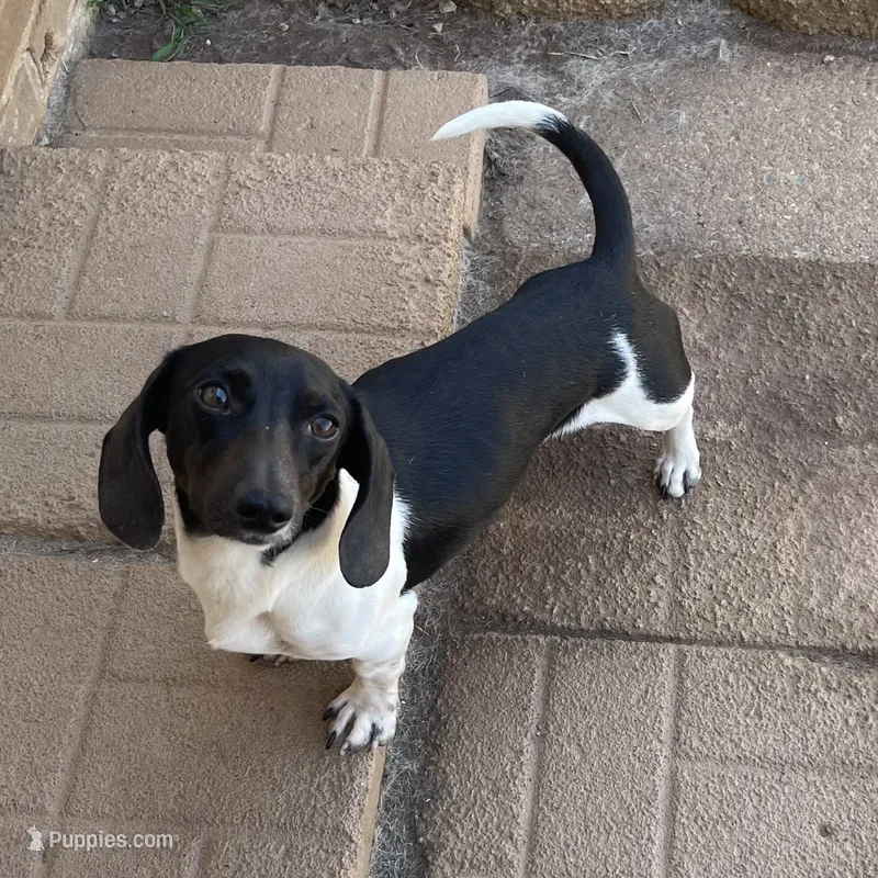 Pippin – Miniature Dachshund puppy for sale in York, PA