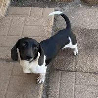 Pippin, a male Miniature Dachshund for sale in York, PA – 1 of 1