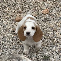 Posy, a female Dachshund for sale in York, PA – 1 of 4