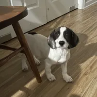 Tilly, a female Basset Hound and Beagle for sale in York, PA – 2 of 5