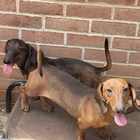 Greta, a female Dachshund for sale in York, PA – 5 of 6