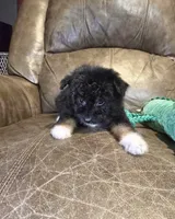 Boo, a female Poodle - Toy  and Toy Australian Shepherd for sale in Ponchatoula, LA – 2 of 2
