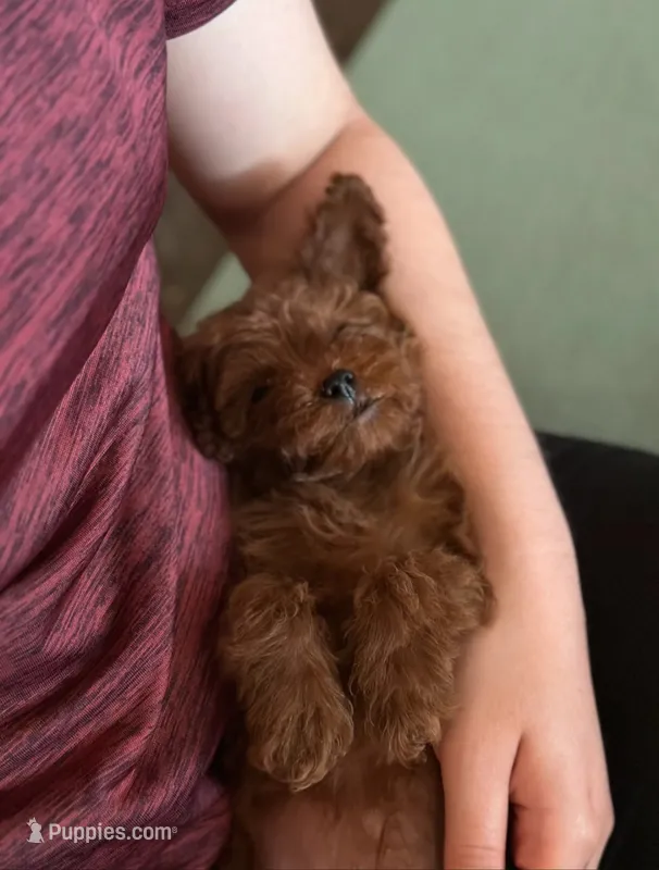Red – Poodle - Miniature  puppy for sale in Ponchatoula, LA