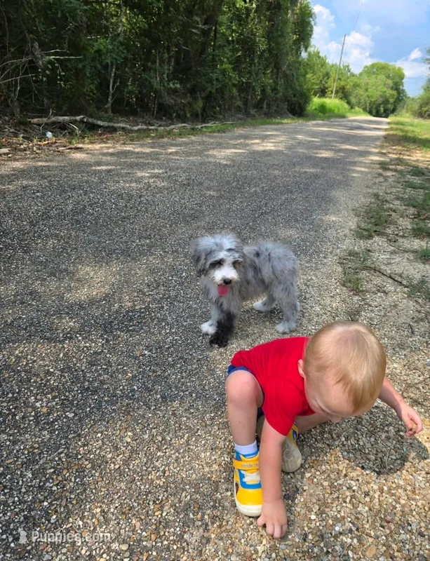 Rain – Miniature Bernedoodle puppy for sale in Ponchatoula, LA