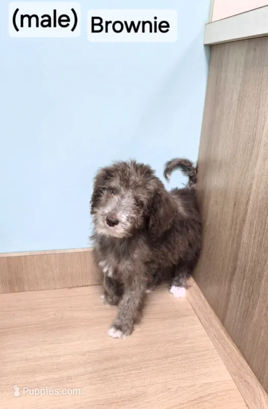 Brownie – Miniature Bernedoodle puppy for sale in Ponchatoula, LA