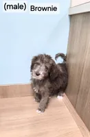 Brownie, a male Miniature Bernedoodle for sale in Ponchatoula, LA – 1 of 2