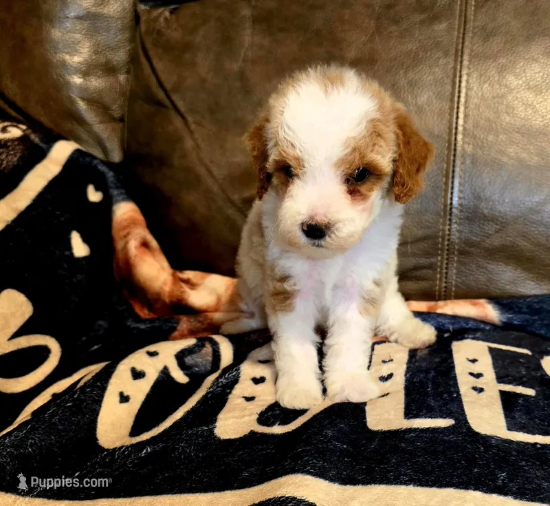 Comet – Poodle - Miniature  puppy for sale in Ponchatoula, LA
