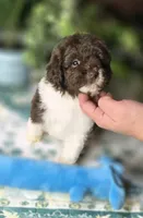CoCo , a female Miniature Aussiedoodle for sale in Ponchatoula, LA – Photo 1 of 3