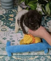 CoCo , a female Miniature Aussiedoodle for sale in Ponchatoula, LA – Photo 2 of 3