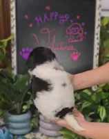 Pepper, a female Miniature Aussiedoodle for sale in Ponchatoula, LA – Photo 2 of 2