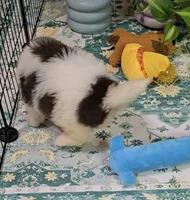 CoCo , a female Miniature Aussiedoodle for sale in Ponchatoula, LA – Photo 3 of 3