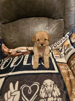 Maple , a female Poodle - Miniature  for sale in Ponchatoula, LA – 2 of 4