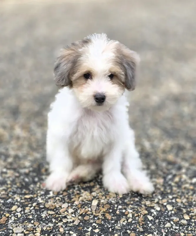 Comet – Miniature Bernedoodle puppy for sale in Ponchatoula, LA