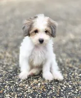 Comet, a male Miniature Bernedoodle for sale in Ponchatoula, LA – Photo 1 of 2