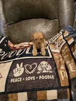 Maple , a female Poodle - Miniature  for sale in Ponchatoula, LA – 3 of 4
