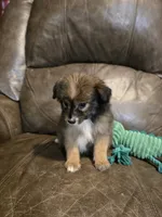 Pumpkin , a female Poodle - Toy  and Toy Australian Shepherd for sale in Ponchatoula, LA – 2 of 2