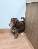 Brownie, a male Miniature Bernedoodle for sale in Ponchatoula, LA – 2 of 2