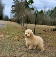 Scooter, a male Miniature Goldendoodle for sale in Ponchatoula, LA – Photo 2 of 2
