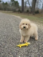 Scooter, a male Miniature Goldendoodle for sale in Ponchatoula, LA – Photo 1 of 2