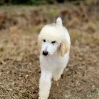 SAMSON, a male Poodle - Standard  for sale in Ponchatoula, LA – Photo 2 of 3