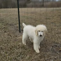 SAMSON, a male Poodle - Standard  for sale in Ponchatoula, LA – Photo 1 of 3