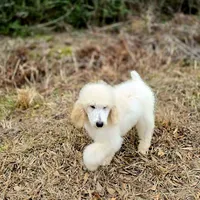 SAMSON, a male Poodle - Standard  for sale in Ponchatoula, LA – Photo 3 of 3