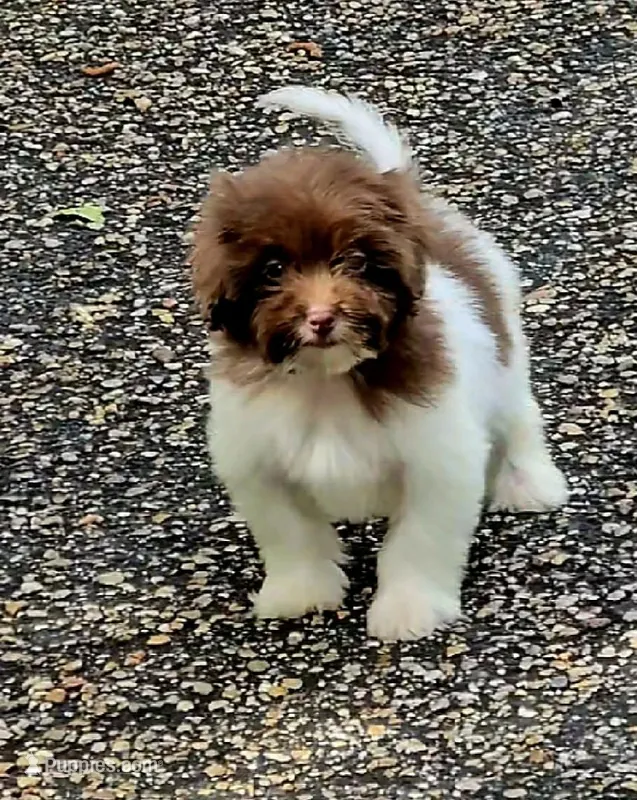 Poppy – Miniature Bernedoodle puppy for sale in Ponchatoula, LA
