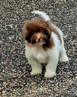 Poppy, a male Miniature Bernedoodle for sale in Ponchatoula, LA – Photo 1 of 2