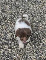 Poppy, a male Miniature Bernedoodle for sale in Ponchatoula, LA – Photo 2 of 2