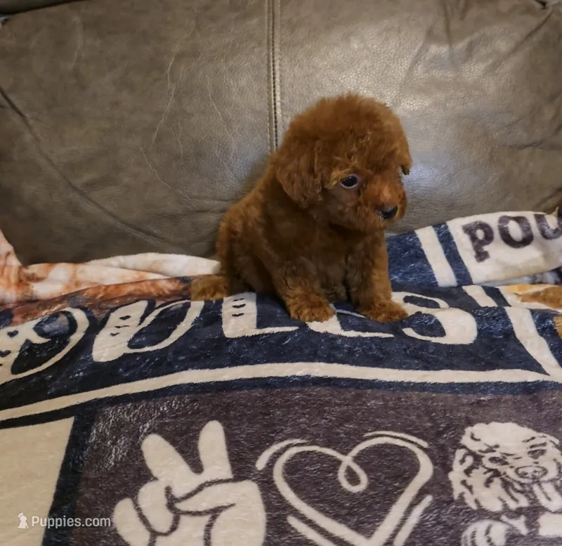 Red – Poodle - Miniature  puppy for sale in Ponchatoula, LA