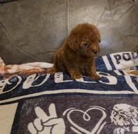 Red, a male Poodle - Miniature  for sale in Ponchatoula, LA – 1 of 2