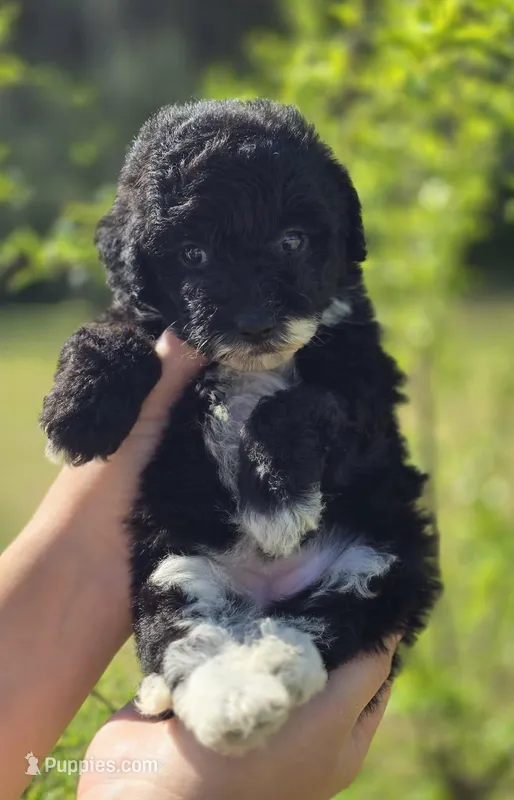 Bug – Miniature Aussiedoodle puppy for sale in Ponchatoula, LA