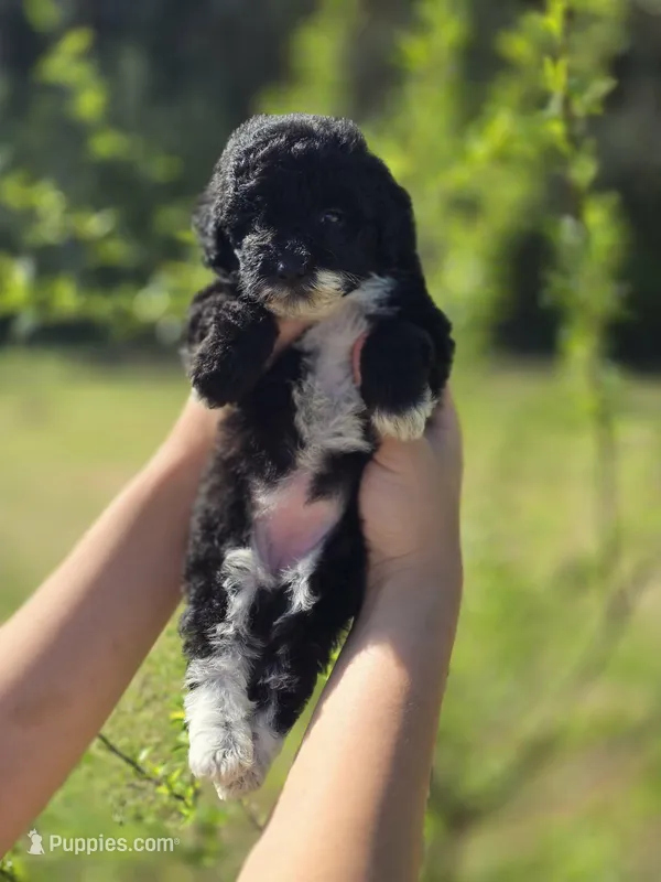 Inky girl – Poodle - Toy , Miniature Aussiedoodle puppy for sale in Ponchatoula, LA