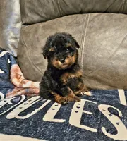 Bentley , a male Poodle - Miniature  for sale in Ponchatoula, LA – 1 of 1