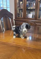 Storm, a female Miniature Bernedoodle for sale in Ponchatoula, LA – 2 of 3