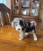 Storm, a female Miniature Bernedoodle for sale in Ponchatoula, LA – 3 of 3