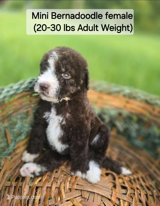 Hazel – Miniature Bernedoodle puppy for sale in Ponchatoula, LA