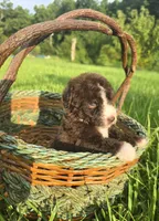 Hazel, a female Miniature Bernedoodle for sale in Ponchatoula, LA – 2 of 2
