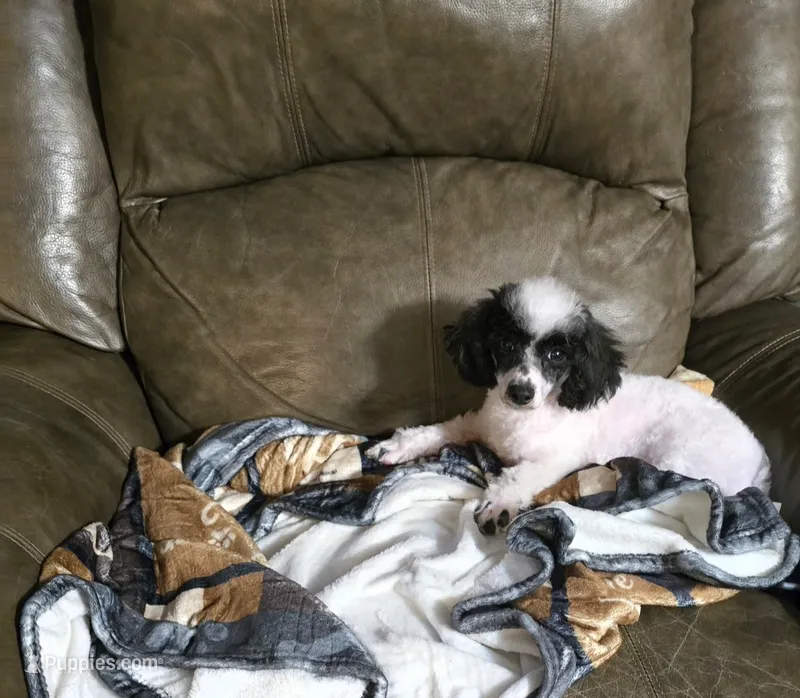 Pepper – Poodle - Toy  puppy for sale in Ponchatoula, LA
