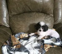 Pepper, a female Poodle - Toy  for sale in Ponchatoula, LA – 1 of 1