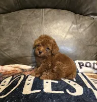 Red, a male Poodle - Miniature  for sale in Ponchatoula, LA – 2 of 2