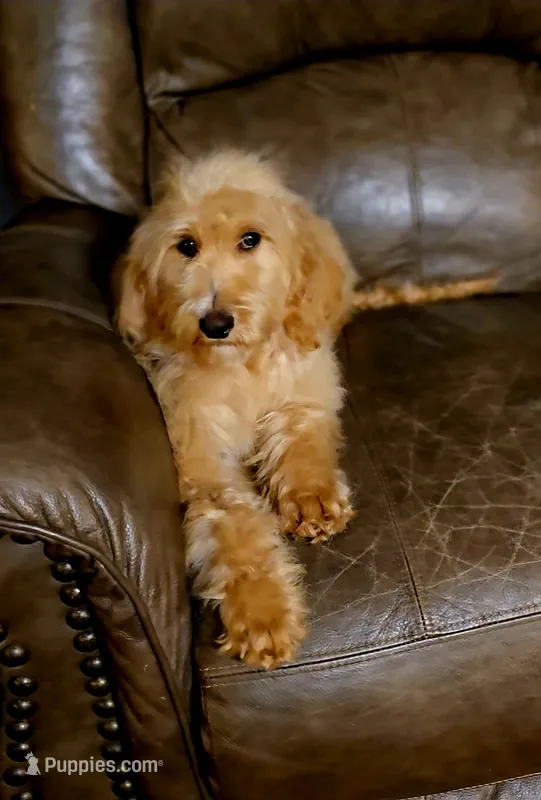 Rusty – Goldendoodle puppy for sale in Ponchatoula, LA
