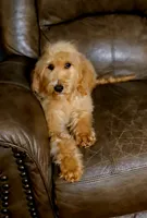 Rusty, a male Goldendoodle for sale in Ponchatoula, LA – 1 of 1
