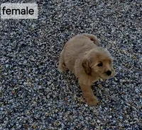 Maple, a female Miniature Goldendoodle for sale in Ponchatoula, LA – 1 of 2