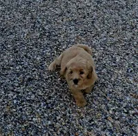 Maple, a female Miniature Goldendoodle for sale in Ponchatoula, LA – 2 of 2