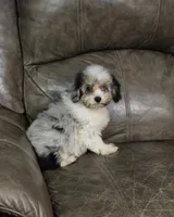 Misty, a female Miniature Aussiedoodle for sale in Ponchatoula, LA – 3 of 3