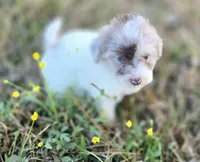 River, a female Miniature Bernedoodle for sale in Ponchatoula, LA – Photo 2 of 3