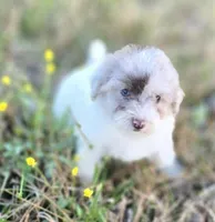 River, a female Miniature Bernedoodle for sale in Ponchatoula, LA – Photo 1 of 3